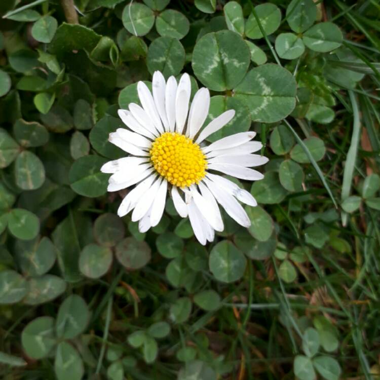 Plant image Leucanthemum 'Daisy Chains'