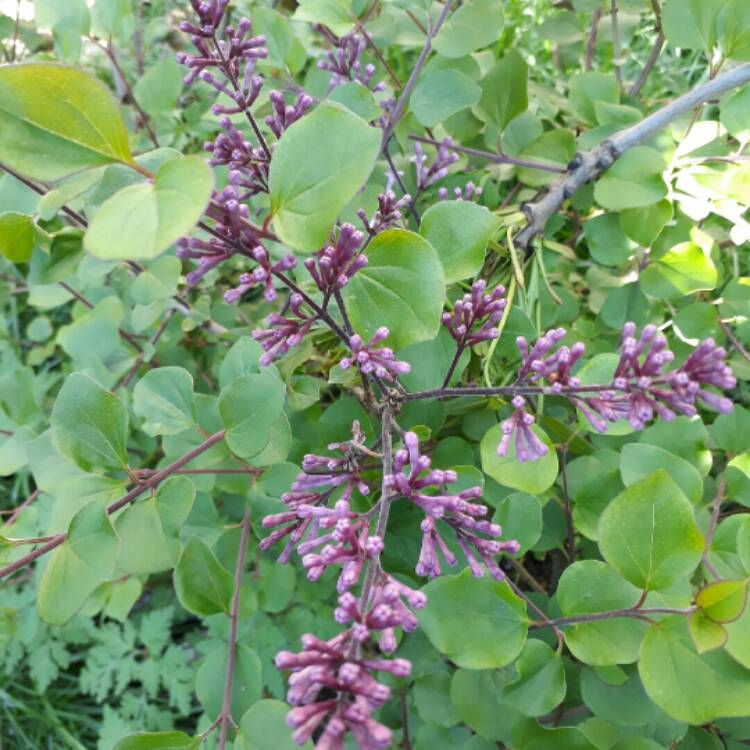 Plant image Syringa 'Morjos 060f' syn. Syringa 'Josee'