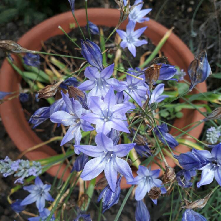 Plant image Triteleia hyacinthina