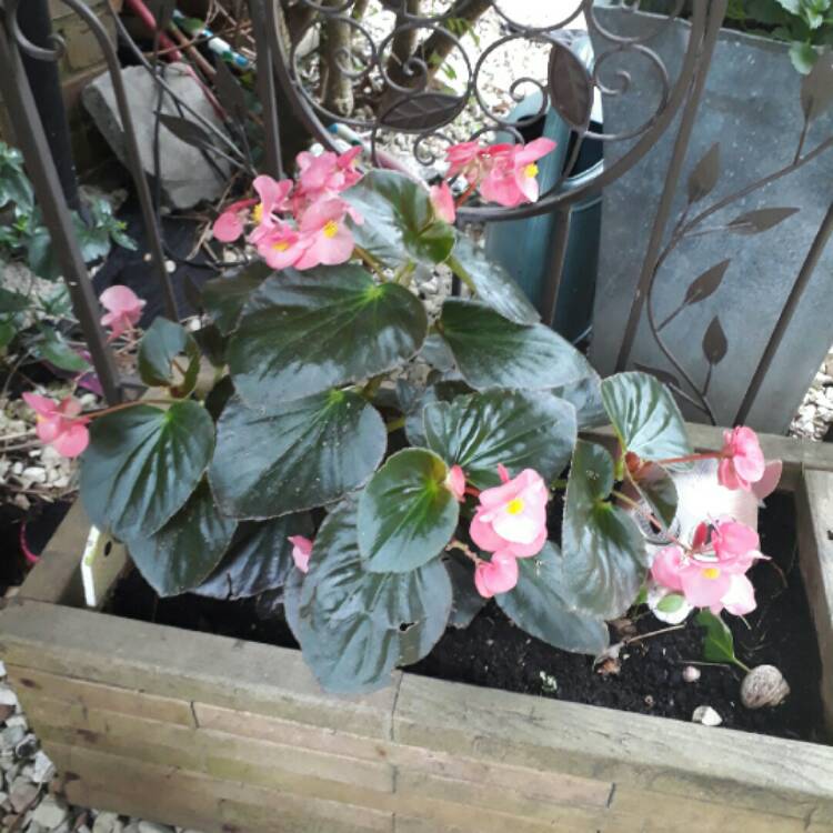 Plant image Begonia x hiemalis 'Solenia Light Pink'