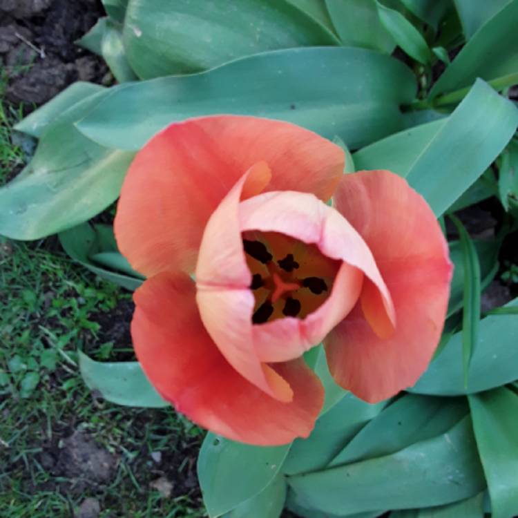 Plant image Tulipa 'Esperanto'