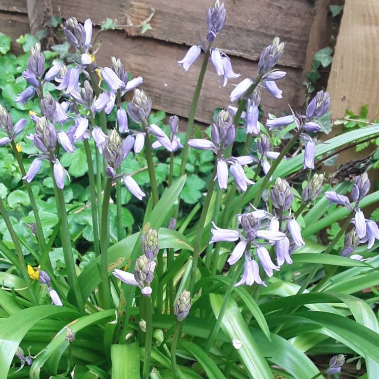 Plant image Mertensia virginica syn. Mertensia pulmonarioides