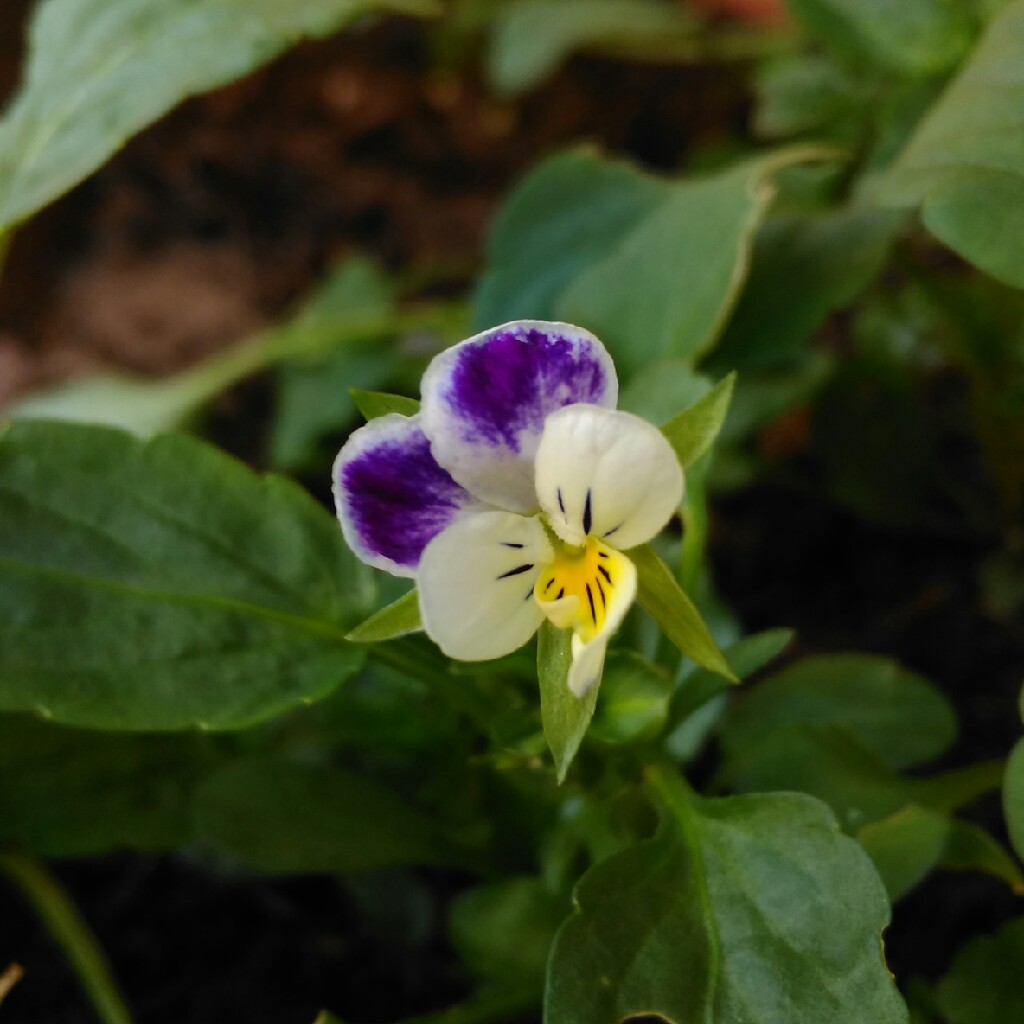 plant image 106630