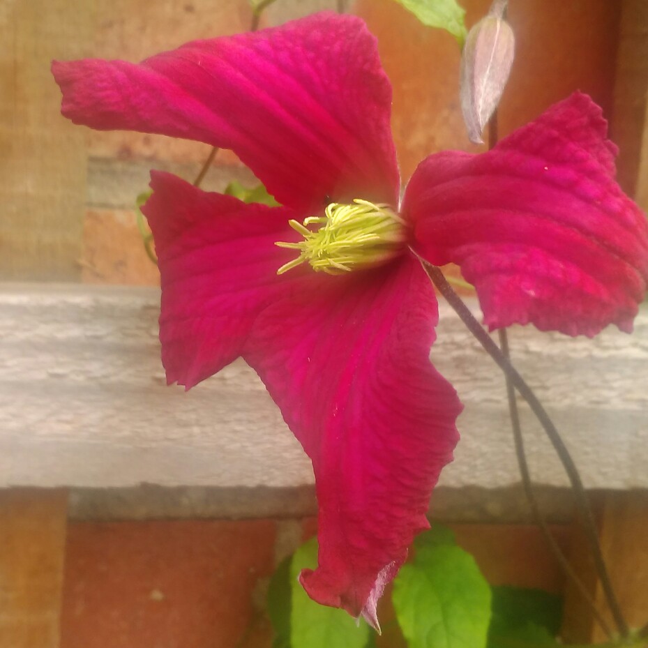 Plant image Clematis viticella 'Madame Julia Correvon'