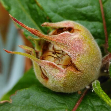 plant image 125187