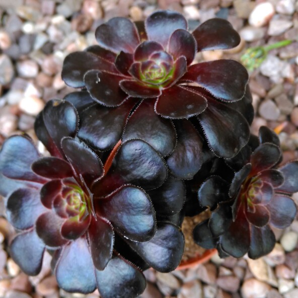 Aeonium Arboreum Zwartkop