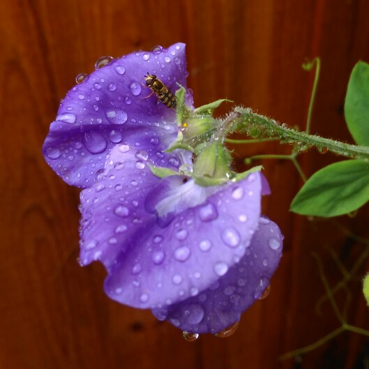 Lathyrus odoratus