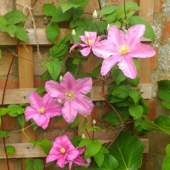 Plant image Clematis 'Comtesse De Bouchaud'