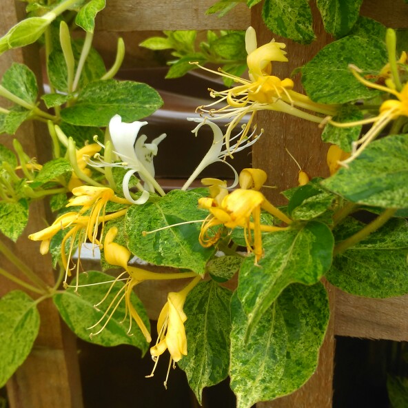 Plant image Lonicera japonica 'Mint Crisp'