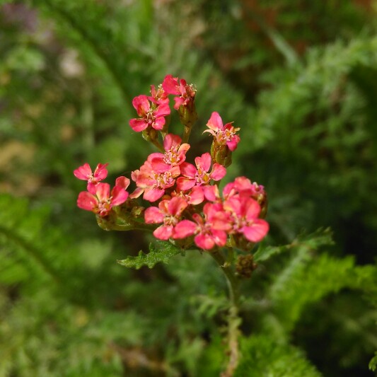 Achillea