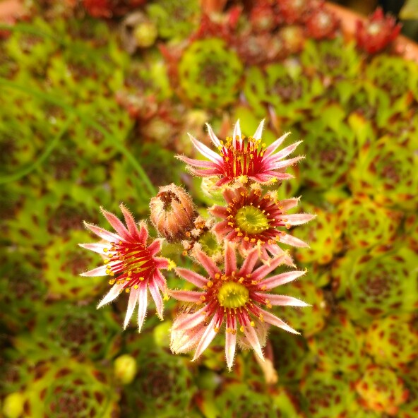 Sempervivum