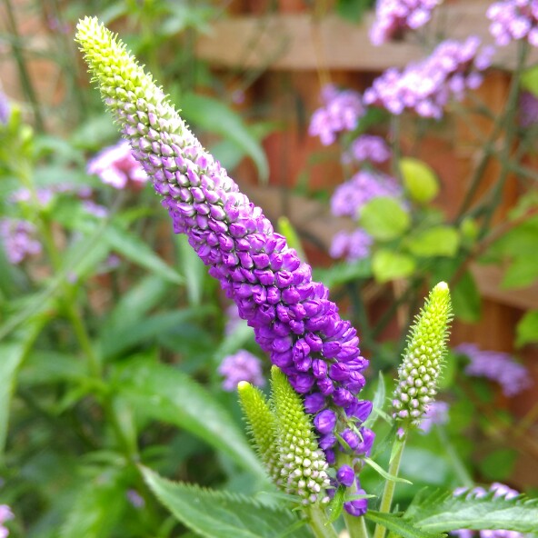 Plant image Veronica longifolia 'Alllord' syn. Veronica longifolia 'First Glory'