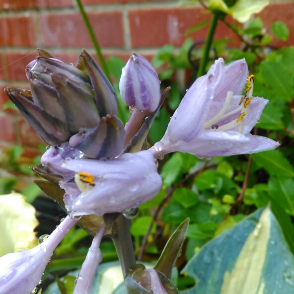 Plant image Hosta 'Dinner Jacket'