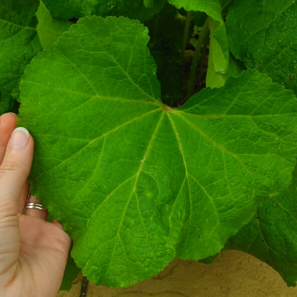 Alcea rosea  syn. Althaea rosea