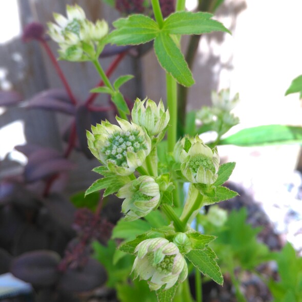 Astrantia major 'Star of Billion'