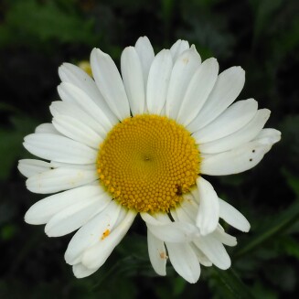 Plant image Leucanthemum vulgare