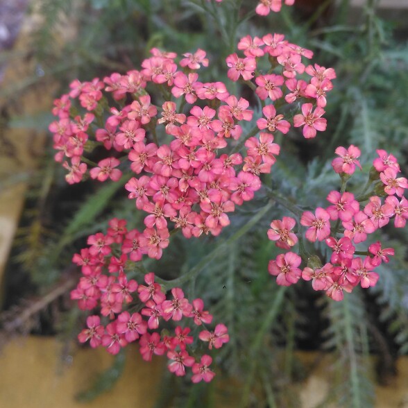 Achillea