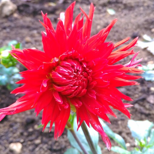 Plant image Dahlia 'Apache'