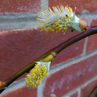 Salix caprea 'Kilmarnock' syn. Salix caprea 'Pendula', Salix caprea var. pendula