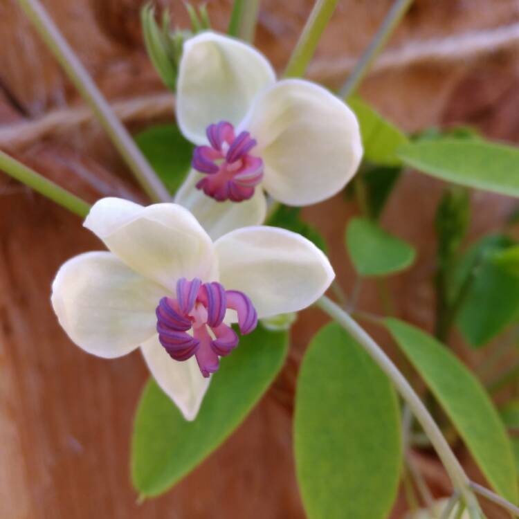 Plant image Akebia quinata