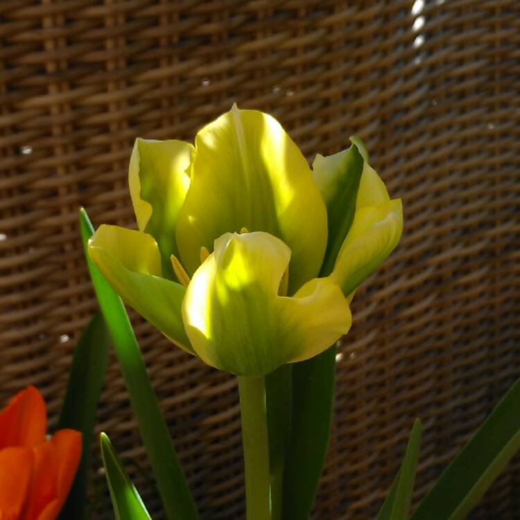 Plant image Tulipa 'Spring Green'