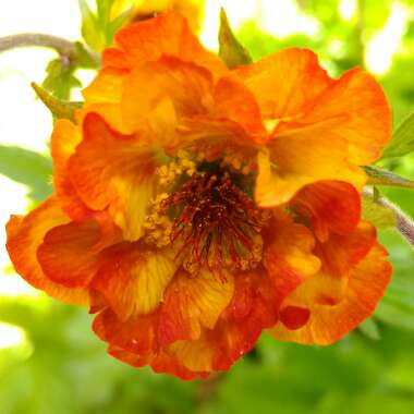 Geum