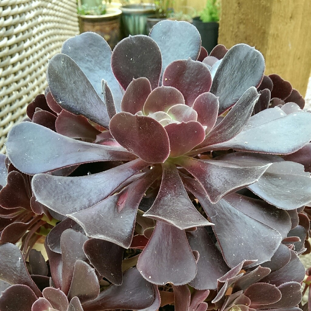 Aeonium Arboreum Zwartkop