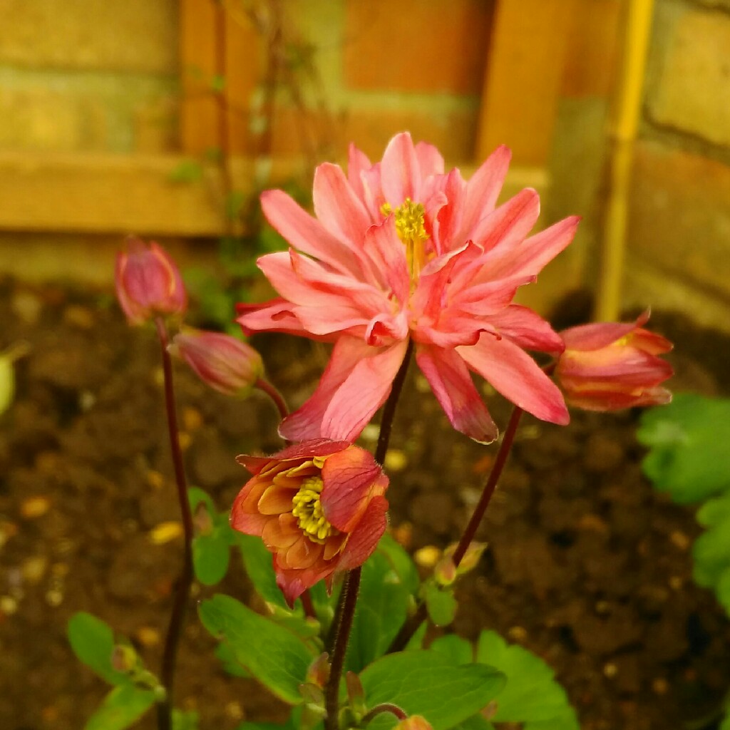 Aquilegia