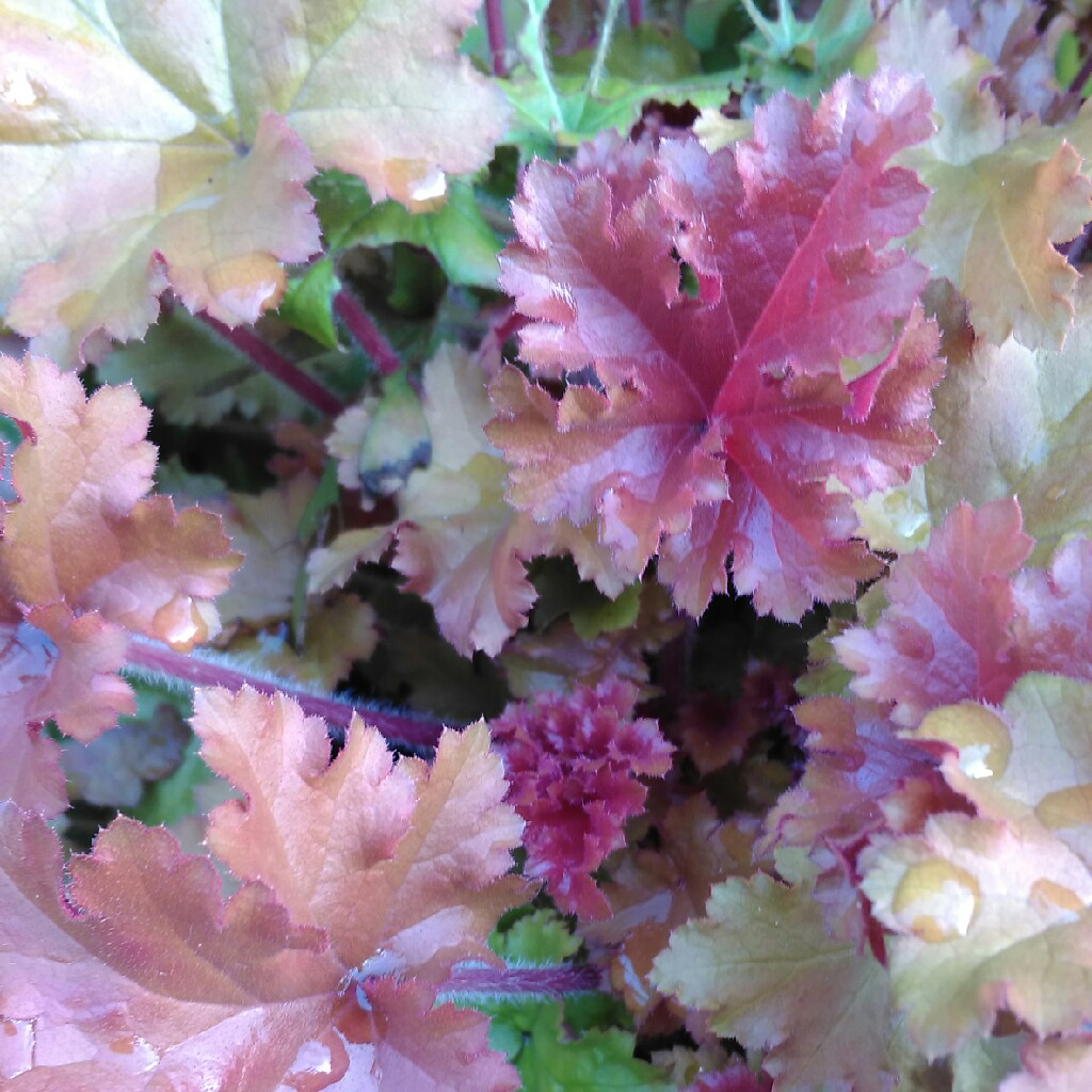 Heuchera 'Marmalade'