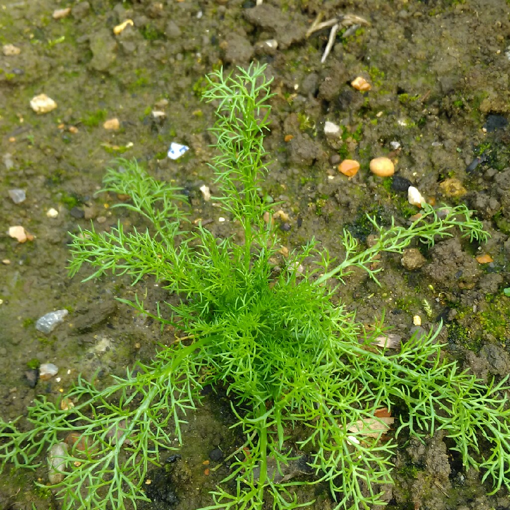 Matricaria discoidea