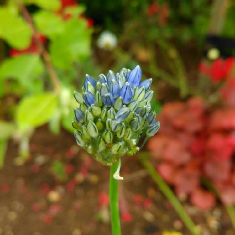 Plant image Allium caeruleum syn. Allium azureum, Allium caeruleum azureum, Allium coerulescens