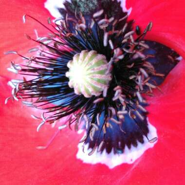 Papaver