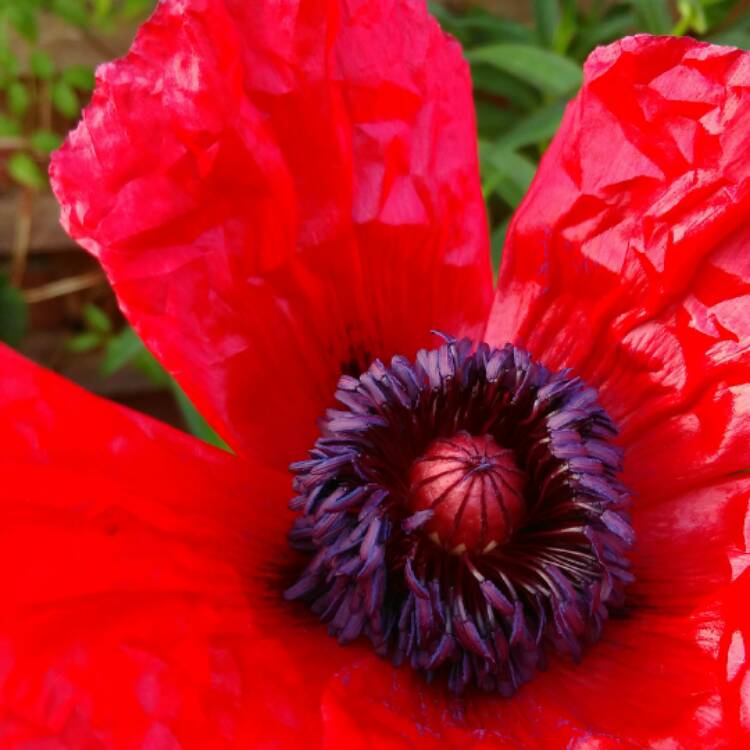 Papaver orientale 'Beauty of Livermere', Oriental Poppy 'Beauty of ...