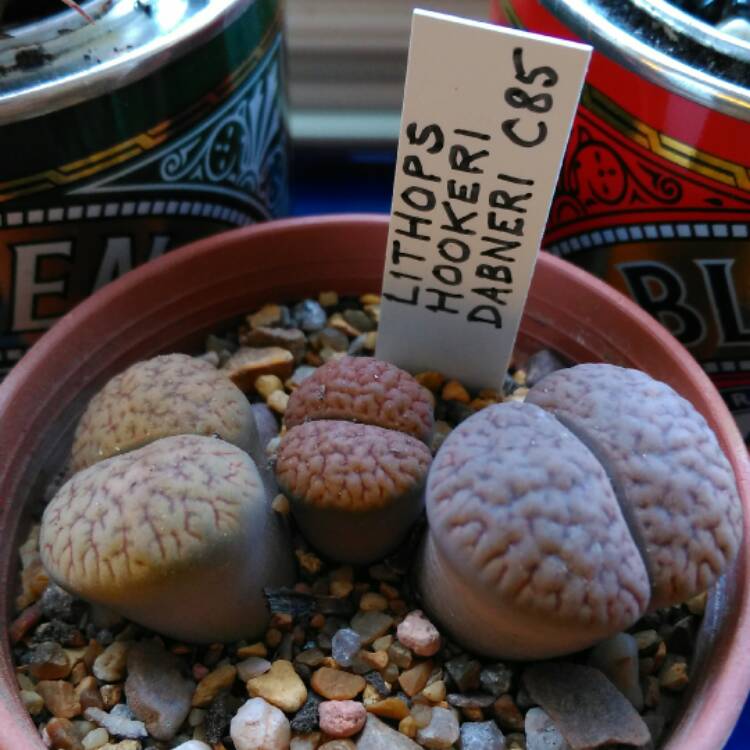 Plant image Lithops Hookeri var. Dabneri