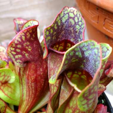 Sarracenia Purpurea