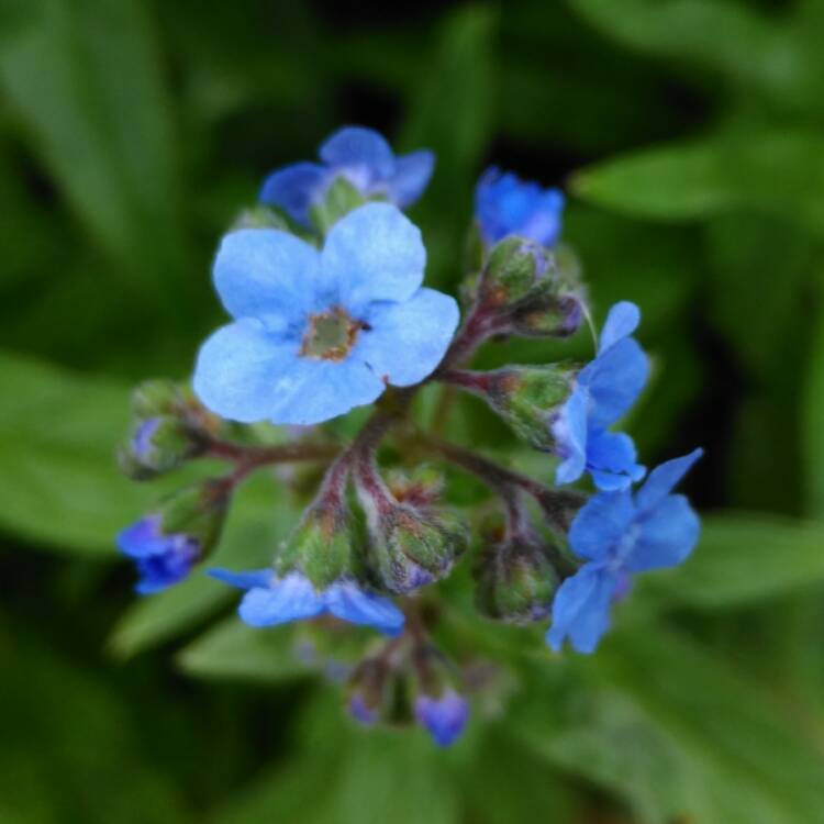 Plant image Cynoglossum amabile