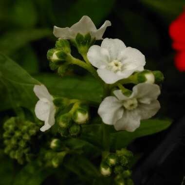 Cynoglossum amabile