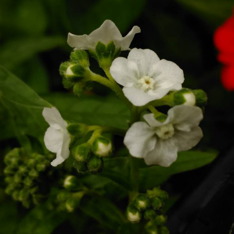 plant image 460561