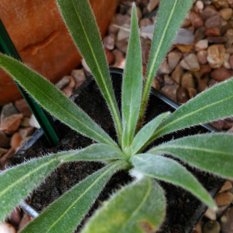 Plant image Echium wildpretii