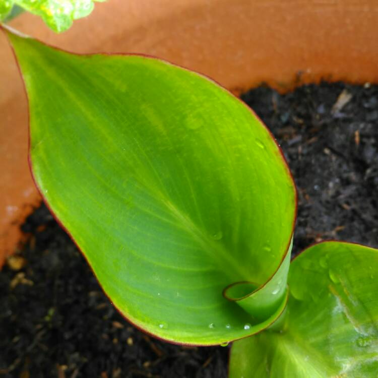 Plant image Canna 'President' syn. Canna 'Fireside'