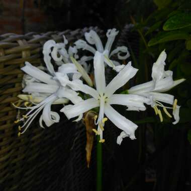 Nerine