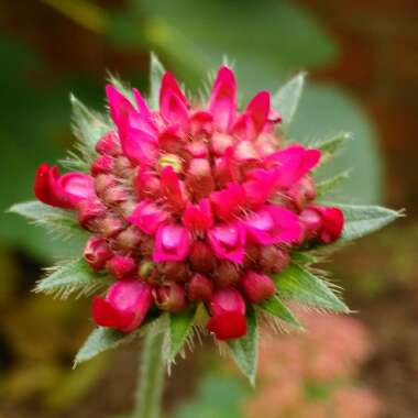 Macedonian Scabious