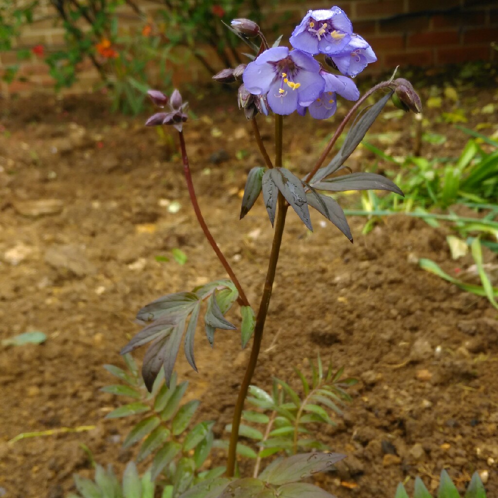 Polemonium 'Heaven Scent'