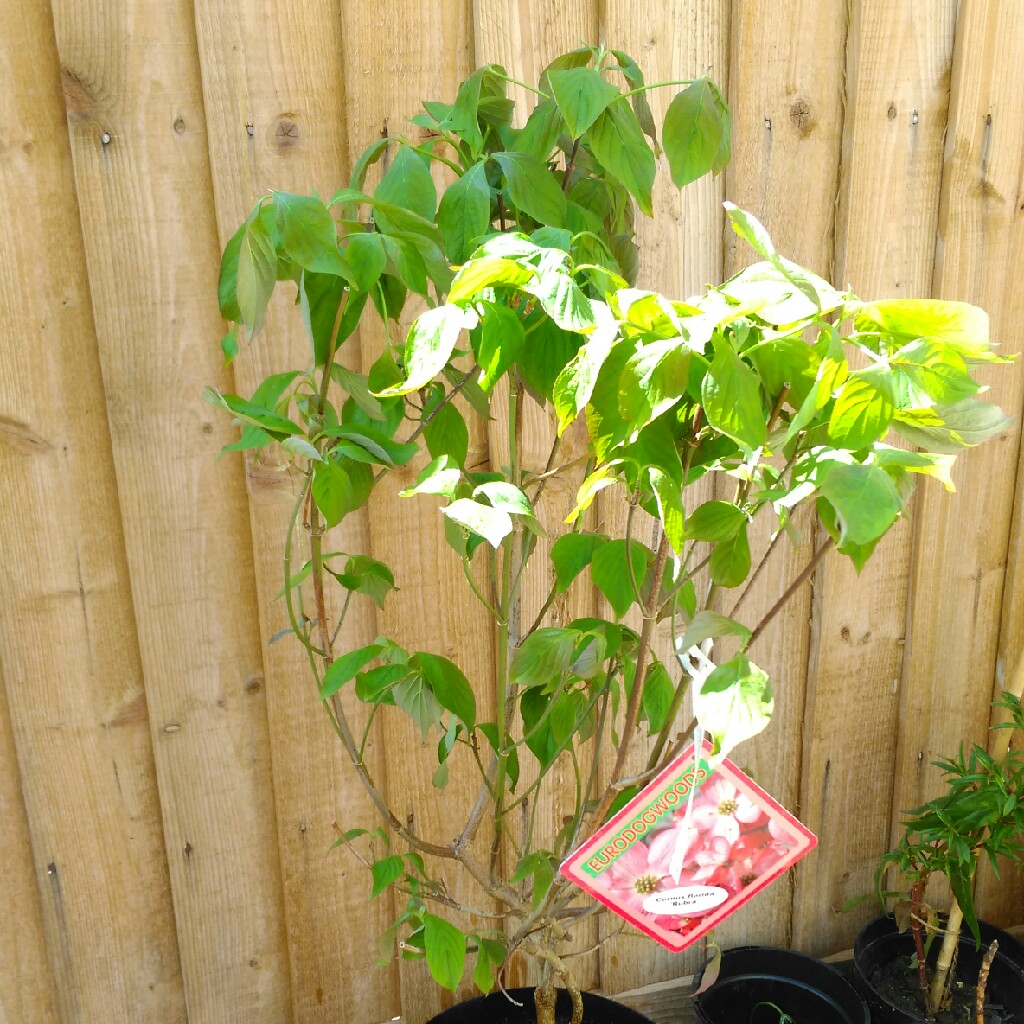 Cornus florida f. rubra