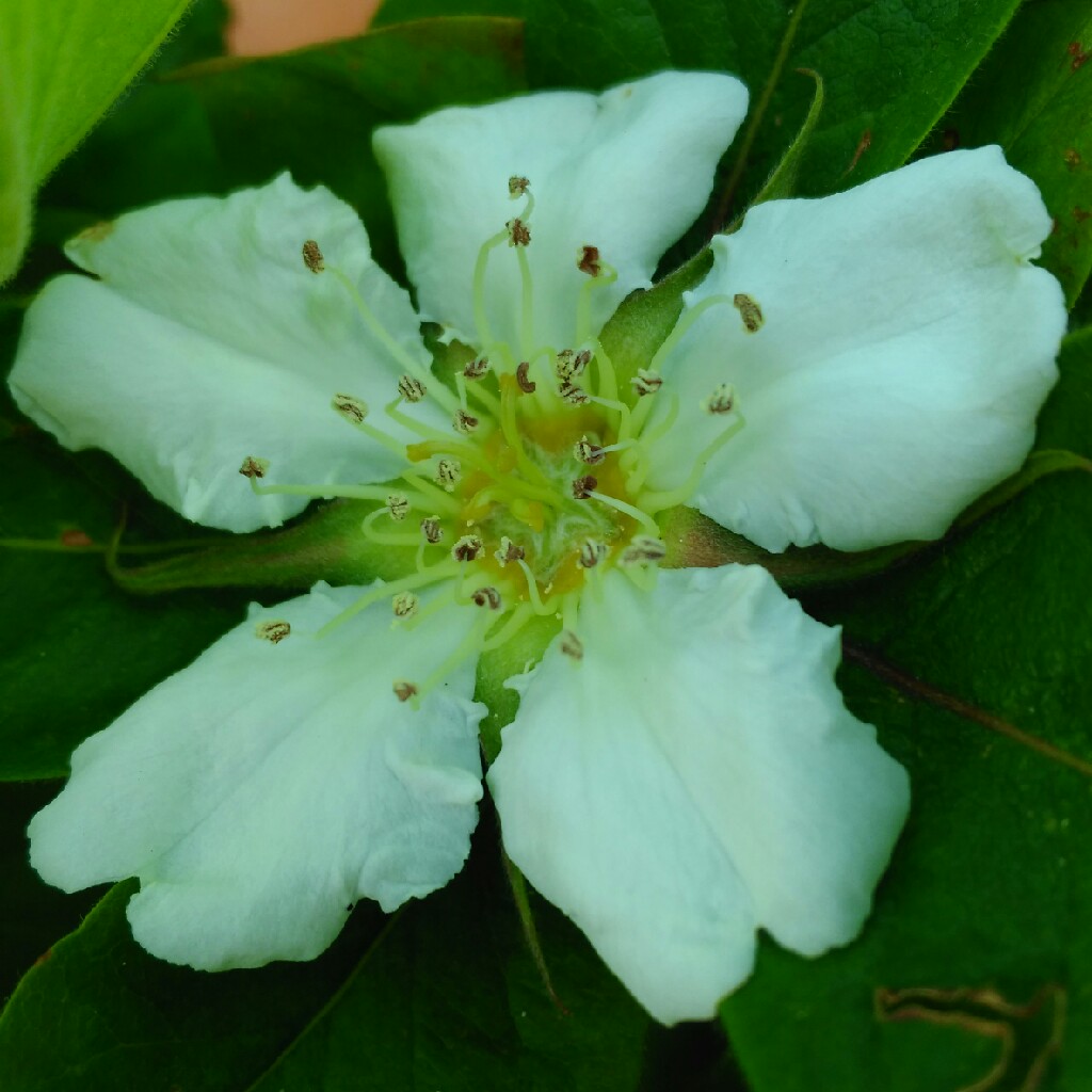 Plant image Mespilus germanica 'Nottingham'