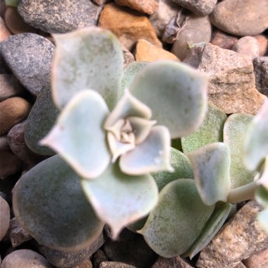 Echeveria 'Perle Von Nurnberg'