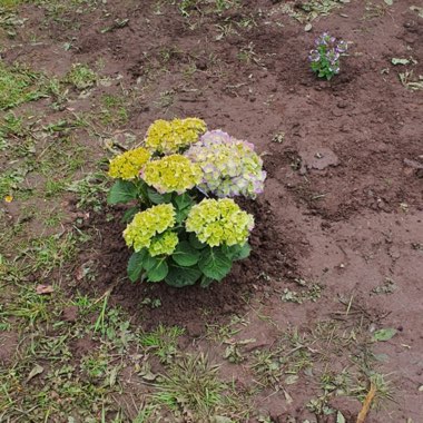 Hydrangea 'Grandiflora'