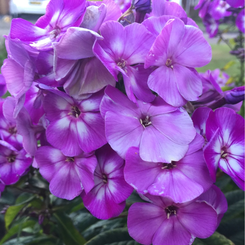 Plant image Phlox paniculata 'Laura'