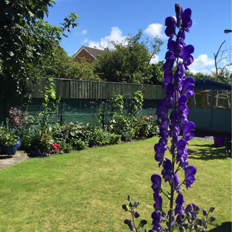 Plant image Delphinium elatum 'Polarnacht'