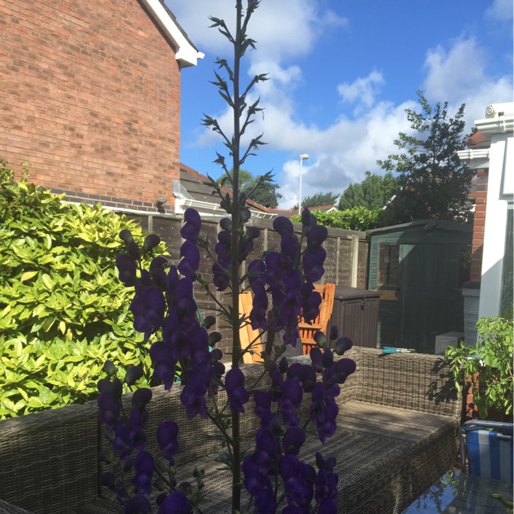 Plant image Delphinium elatum 'Finsteraarhorn'